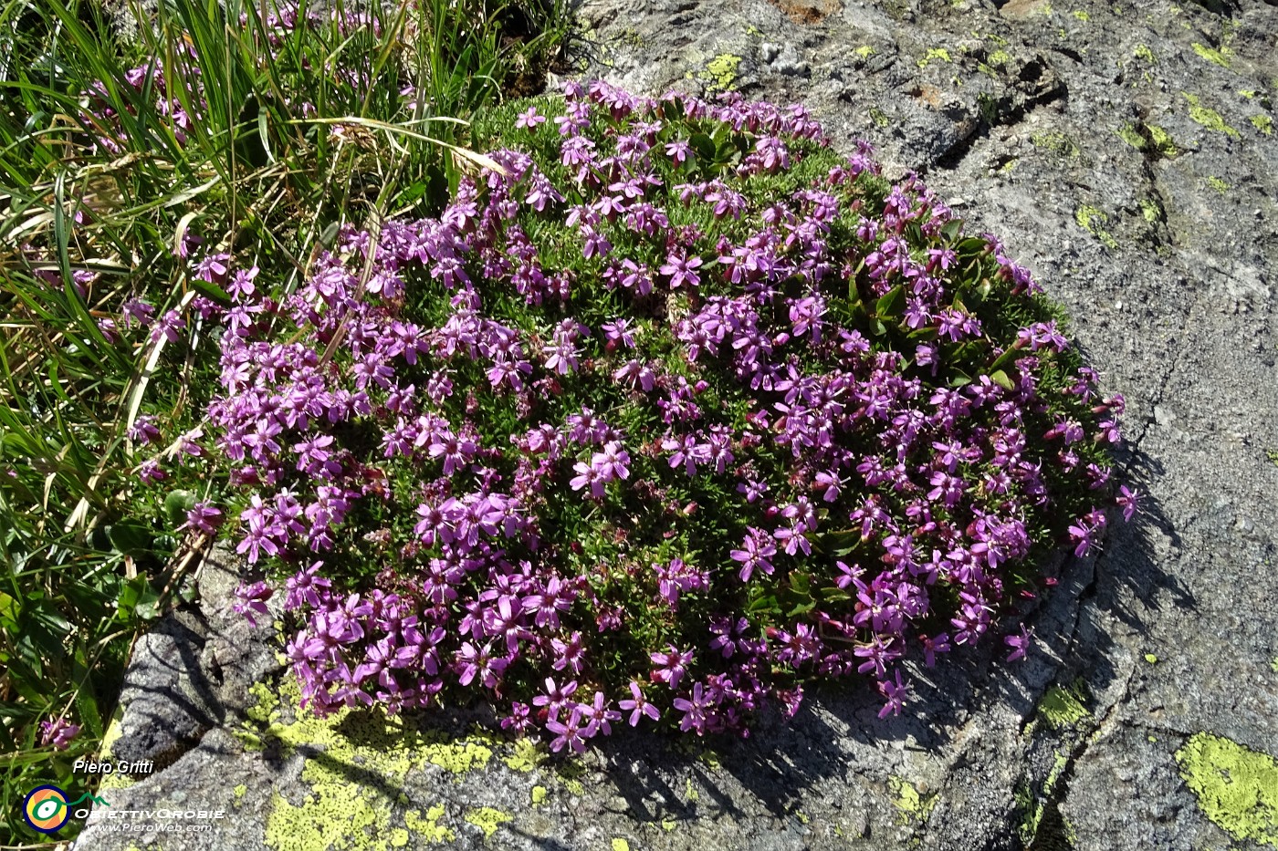 32 Silene a cuscinetto (Silene acaulis).JPG